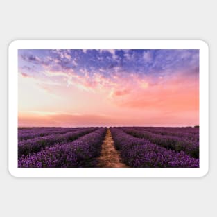 Lavender field under multicolored cloudy sky Sticker